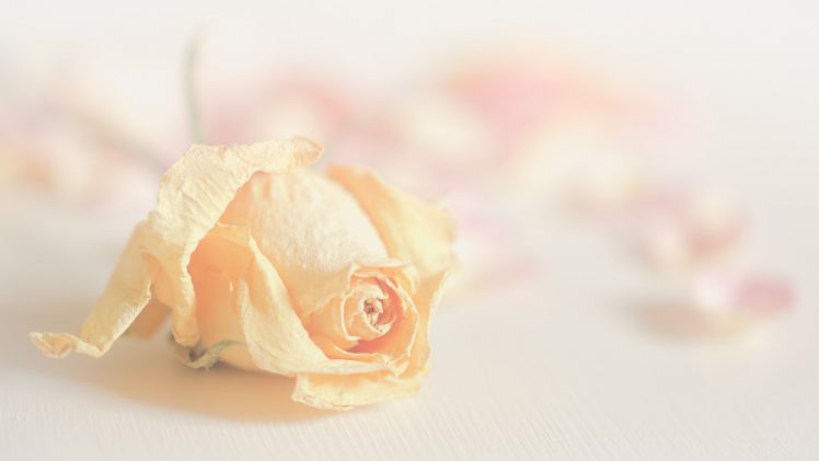 flowers, Rose, Plants HD Wallpaper Desktop Background
