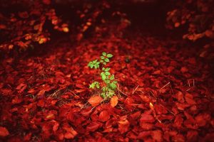 green, Red, Plants, Leaves