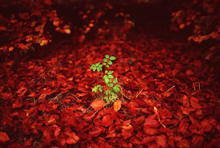 green, Red, Plants, Leaves HD Wallpaper Desktop Background