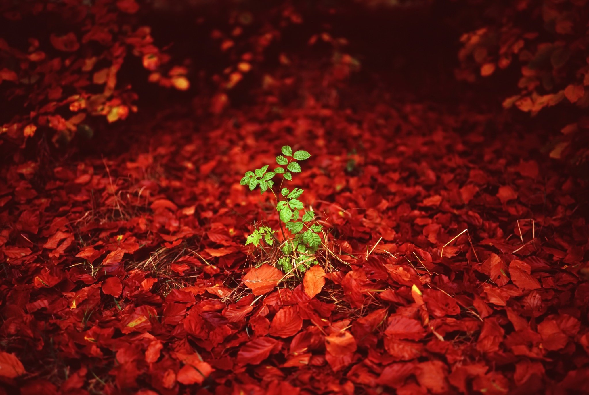 green, Red, Plants, Leaves Wallpaper