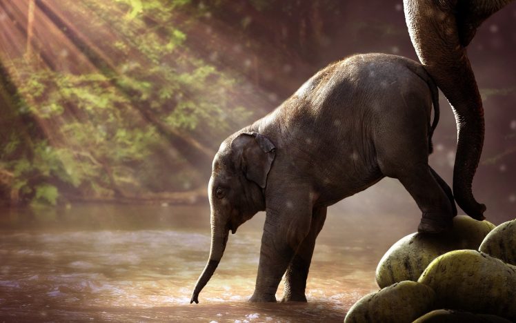 nature, Animals, Elephant, Baby animals, Sun rays, Water HD Wallpaper Desktop Background