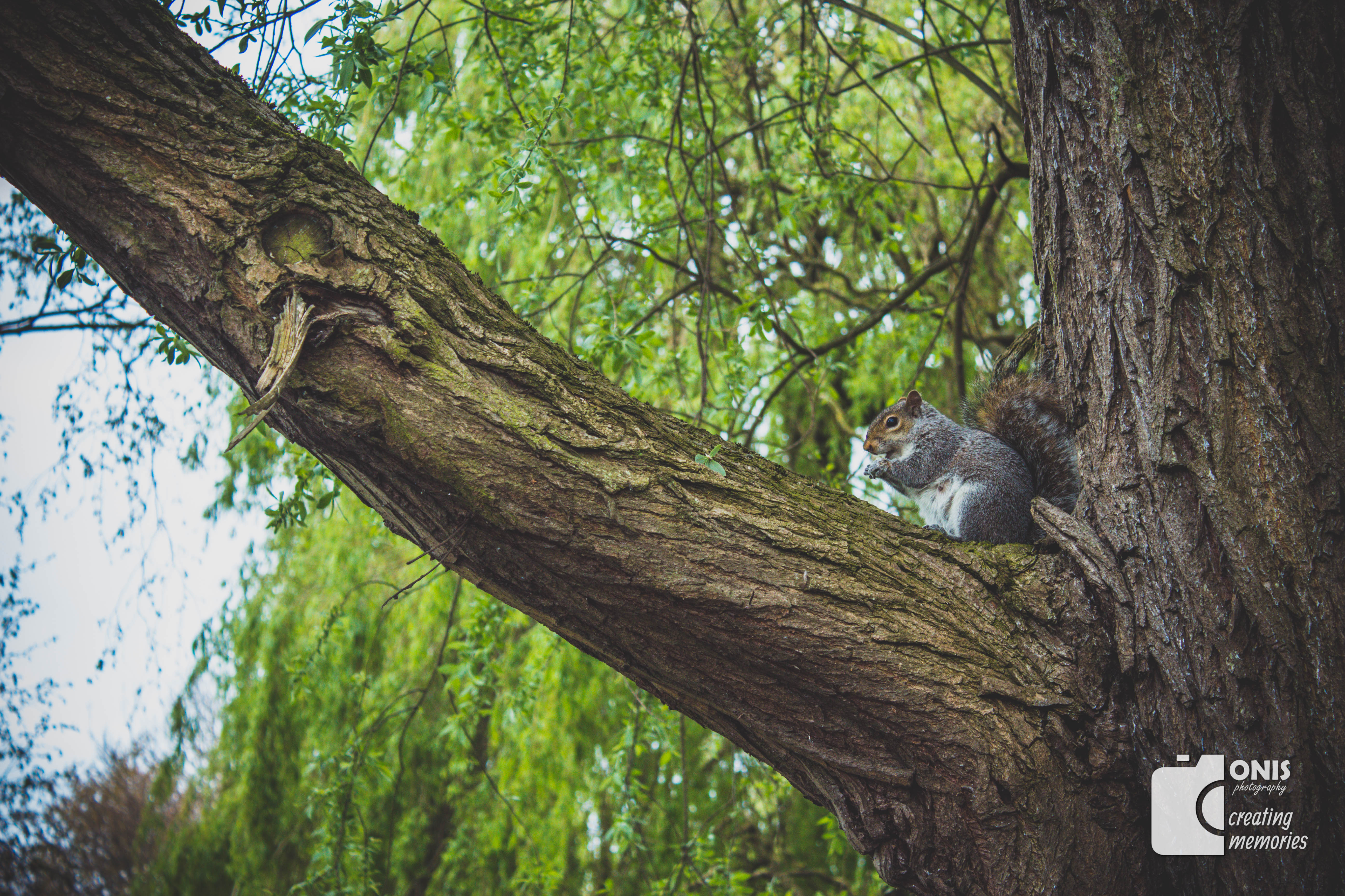 squirrel, Park, Trees Wallpaper