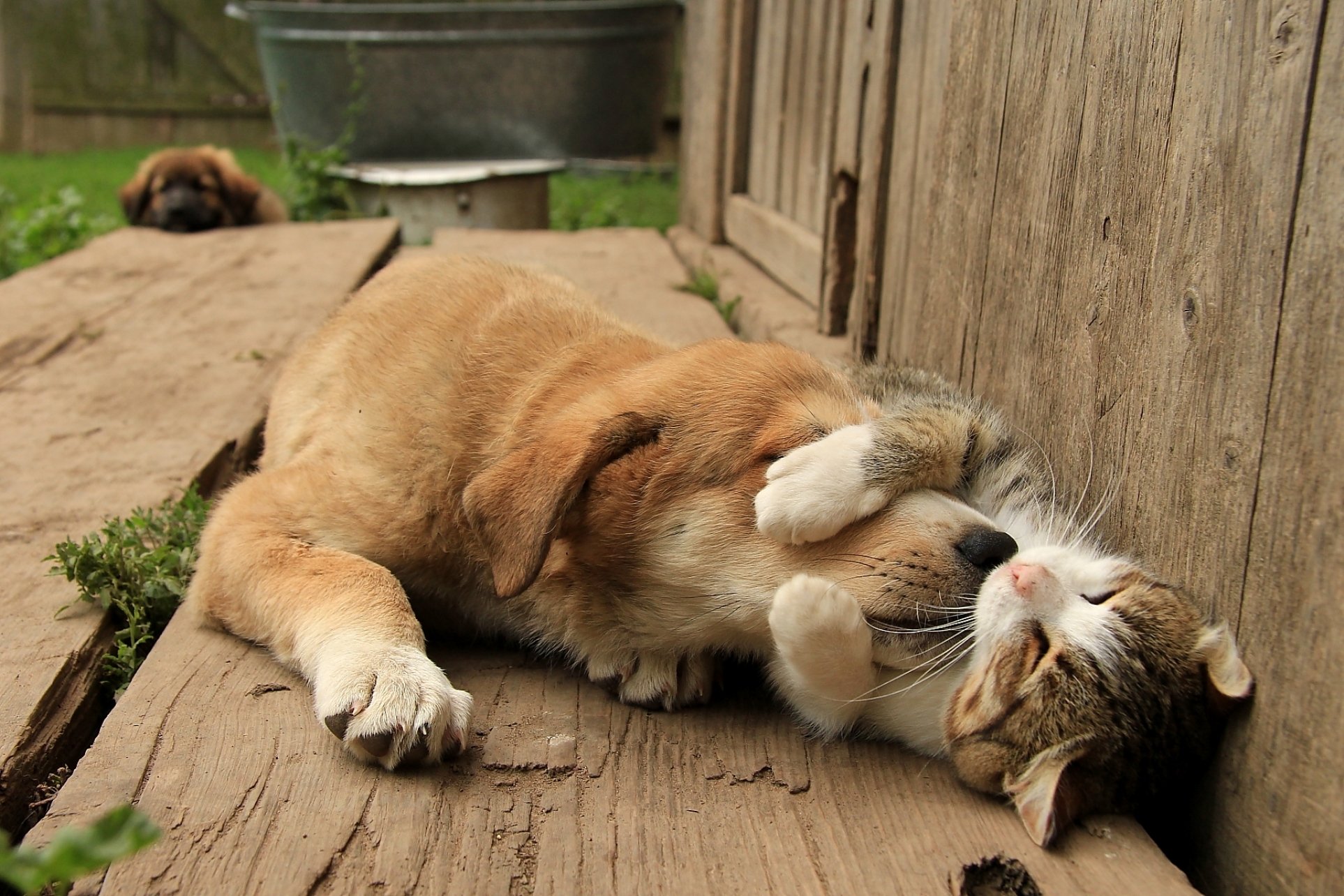 animals, Dog, Cat Wallpaper