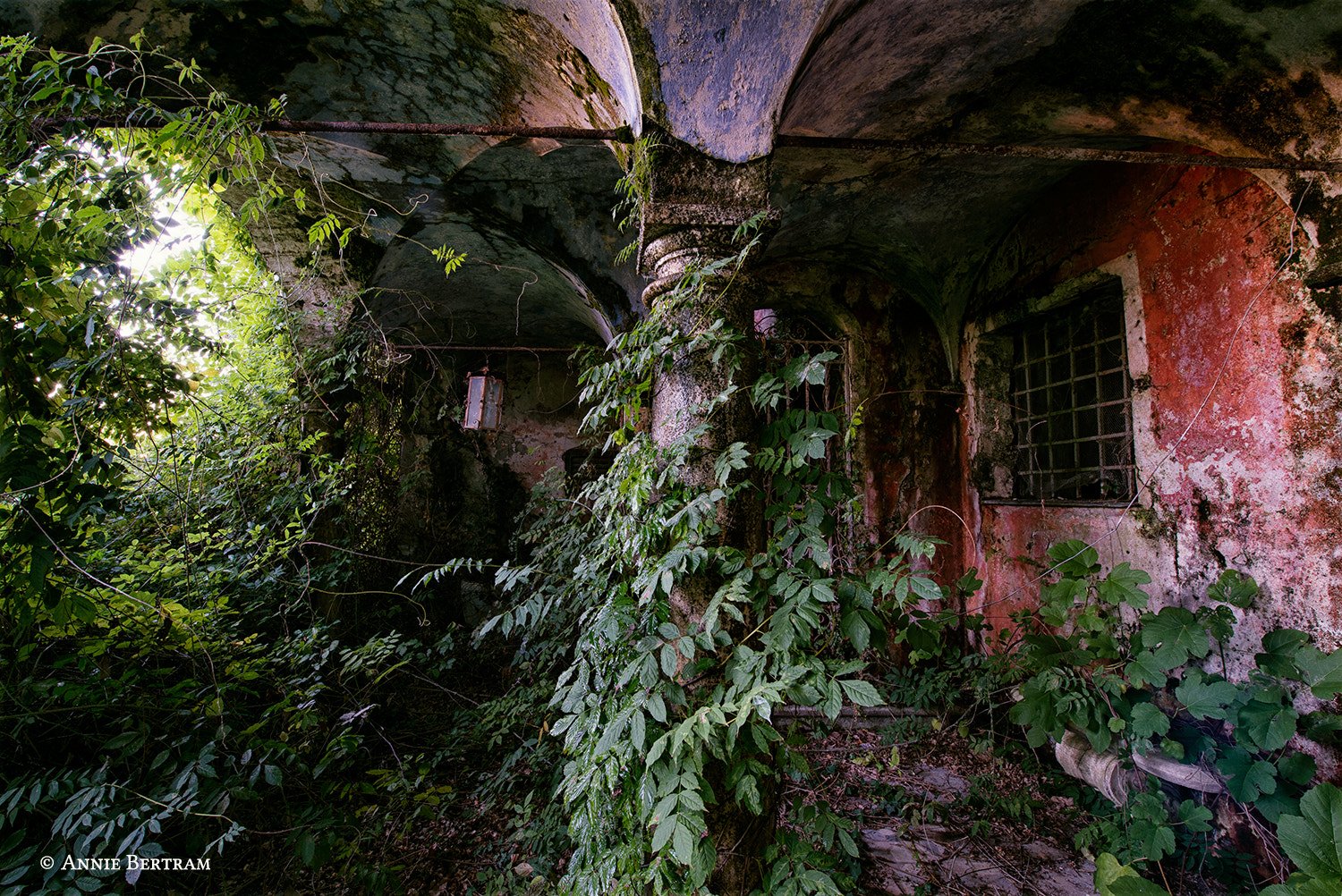 Annie Bertram, Plants, House, Ruin, Abandoned, 500px Wallpaper