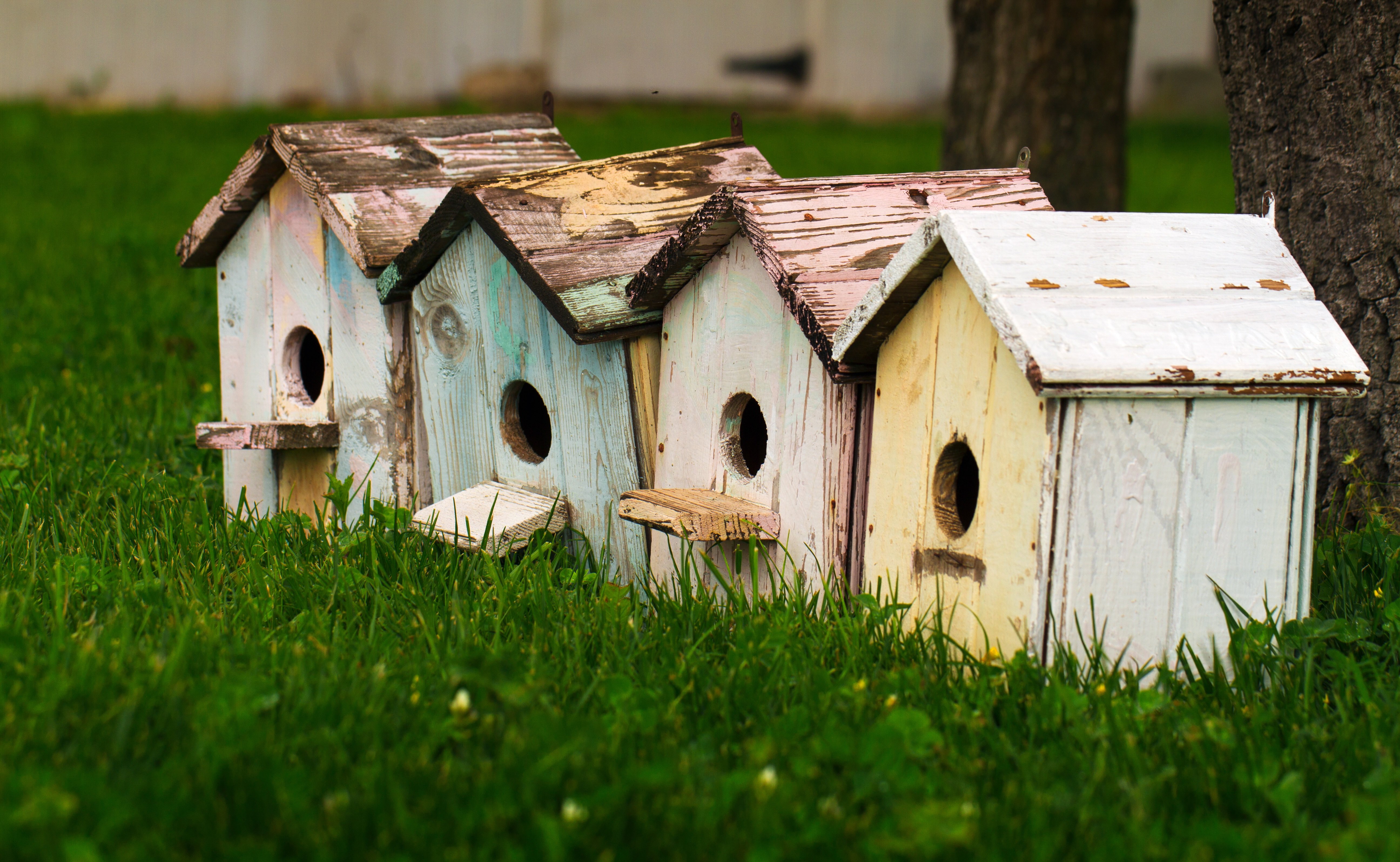 birdhouses, Grass Wallpaper