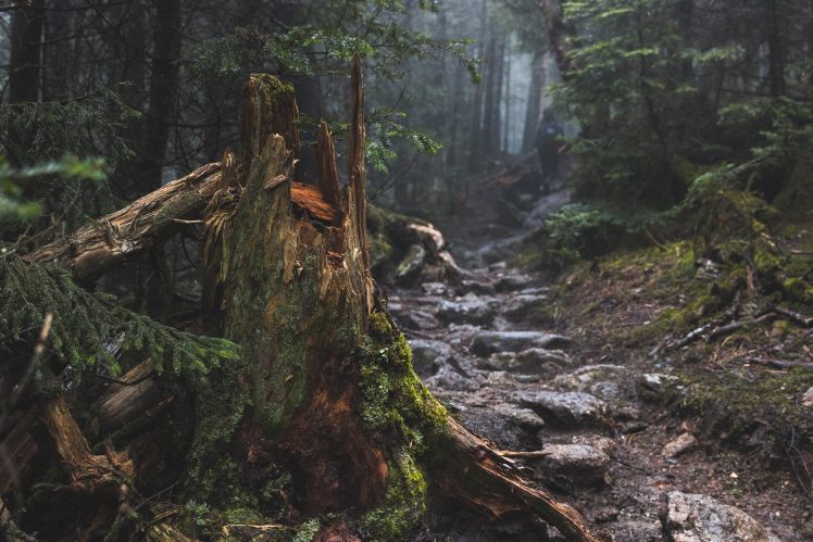 forest, Tree stump, Path, Rock, Mist HD Wallpaper Desktop Background