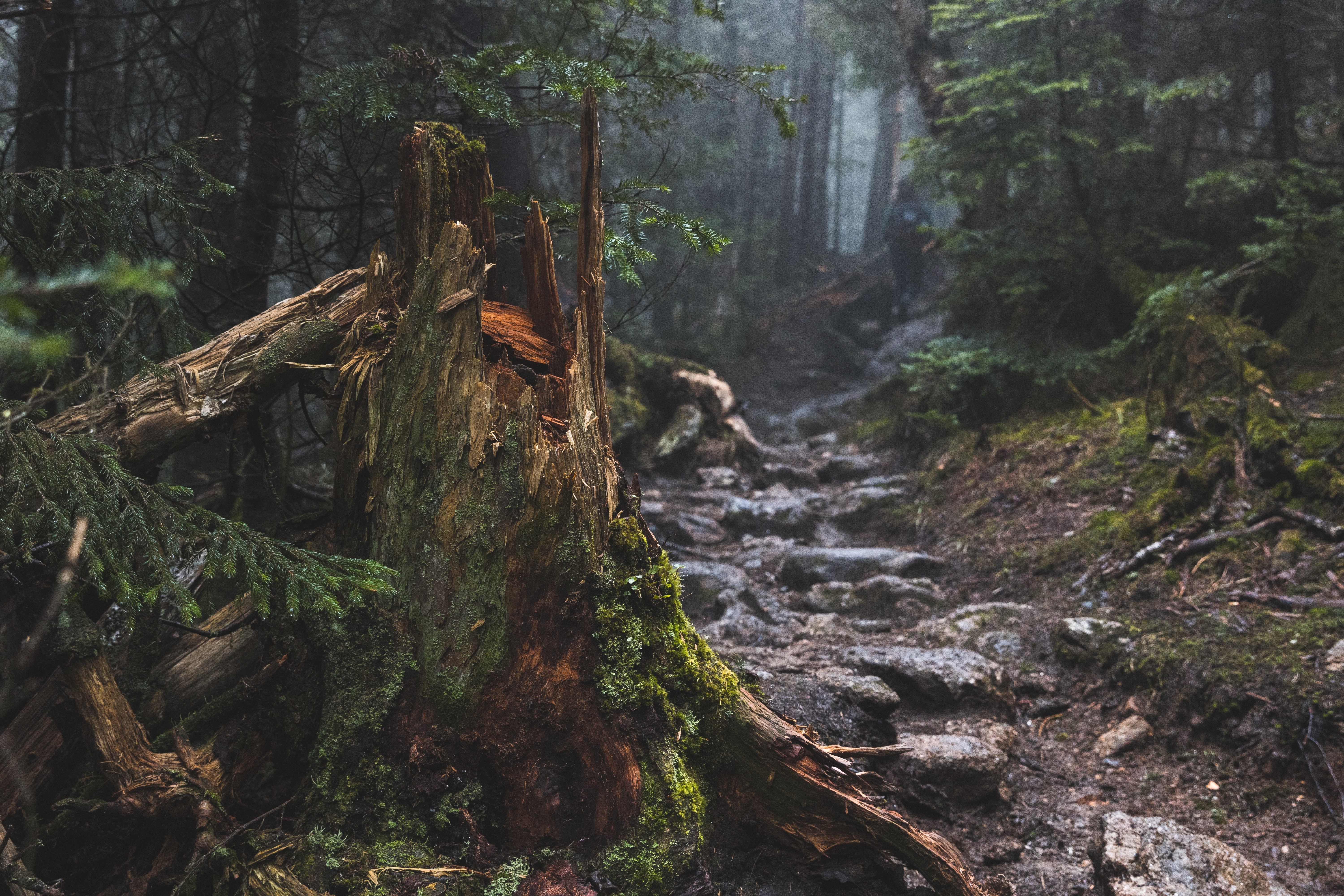 forest, Tree stump, Path, Rock, Mist Wallpapers HD / Desktop and Mobile