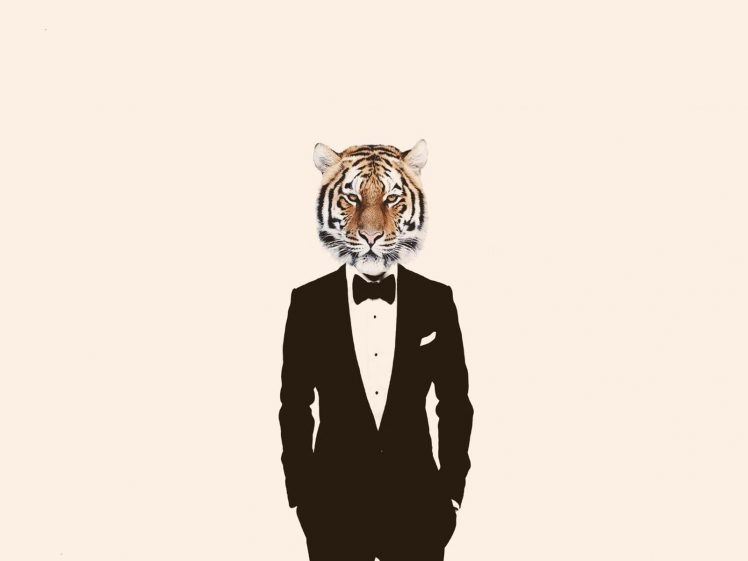 animals, Tiger, Suits, Simple background HD Wallpaper Desktop Background