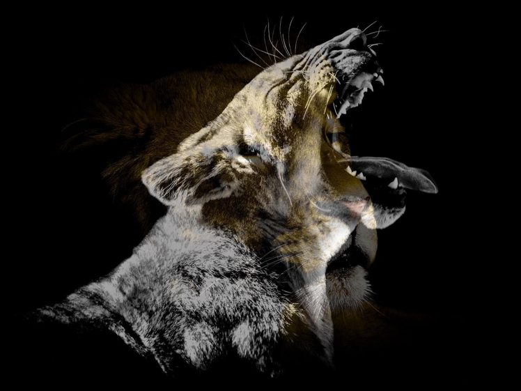 animals, Lion HD Wallpaper Desktop Background