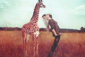 blonde, Animals, Giraffes