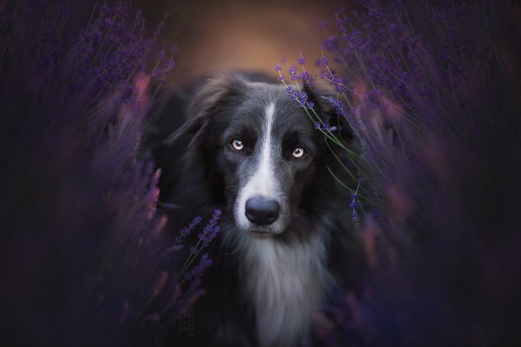 animals, Dog, Border Collie HD Wallpaper Desktop Background
