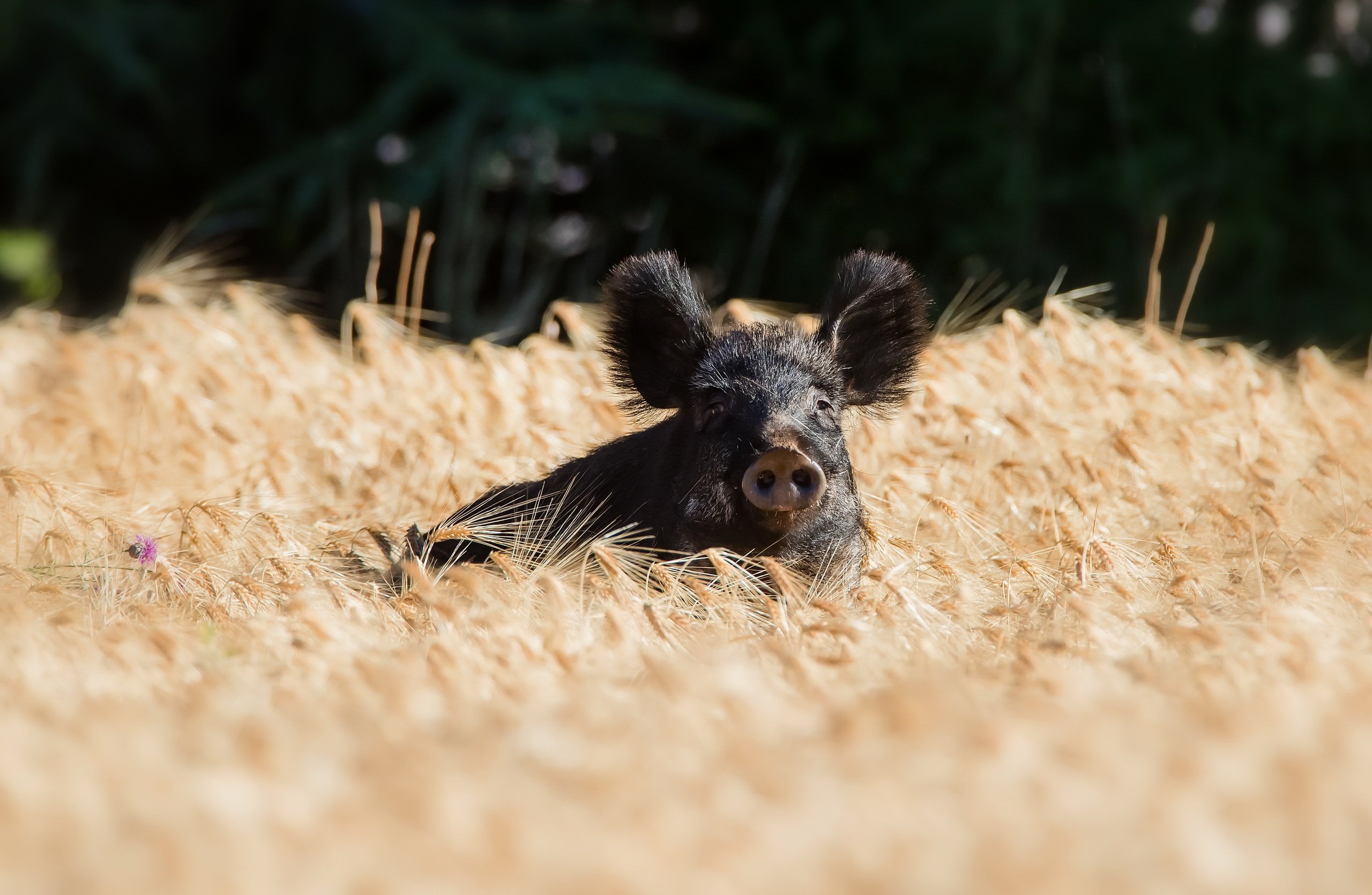 pigs, Field, Animals Wallpaper