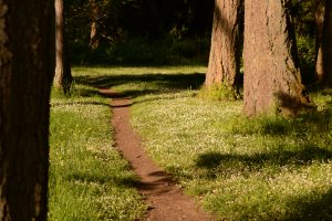path, Pine trees, White flowers, Grass, Oregon