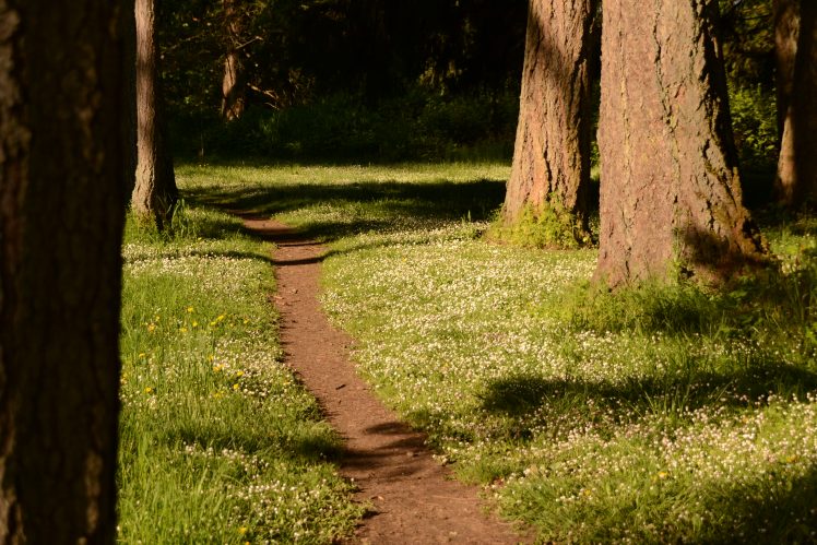path, Pine trees, White flowers, Grass, Oregon HD Wallpaper Desktop Background