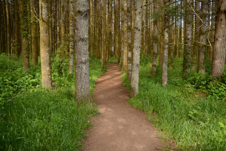 landscape, Pine trees, Path, Oregon, Shrubs HD Wallpaper Desktop Background