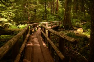 footbridge, Path, Oregon, Wooden surface, Pine trees, Landscape