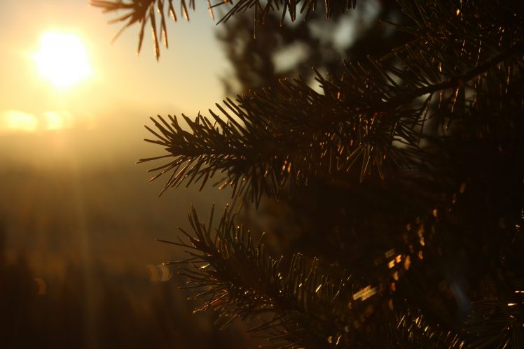 sunlight, Macro, Pine trees HD Wallpaper Desktop Background