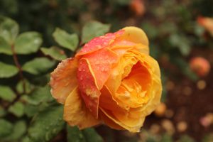 macro, Water drops, Yellow roses, Rose