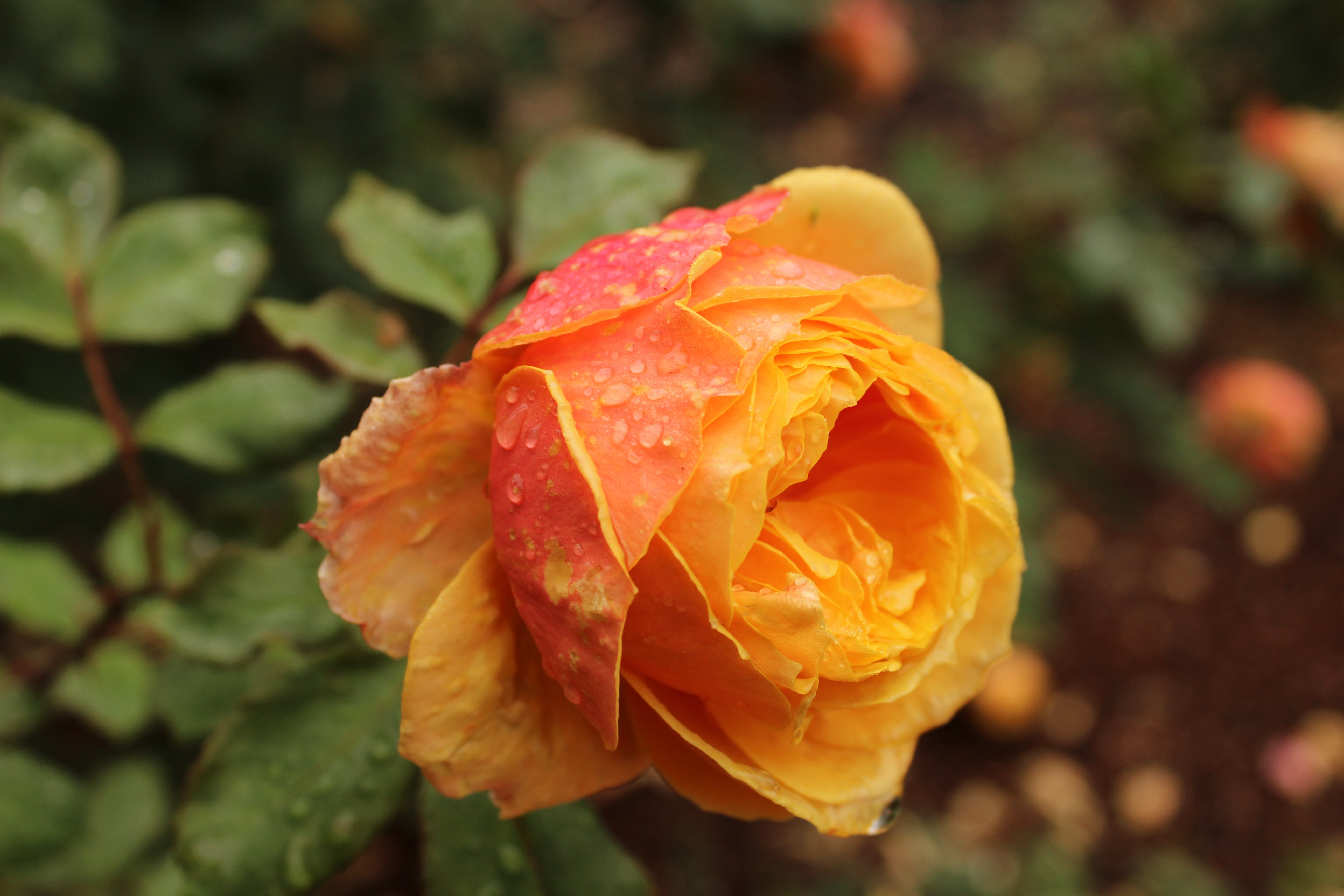 macro, Water drops, Yellow roses, Rose Wallpaper