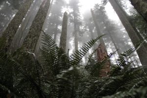 mist, Depth of field, Pine trees, Forest, Landscape, Macro, Blurred