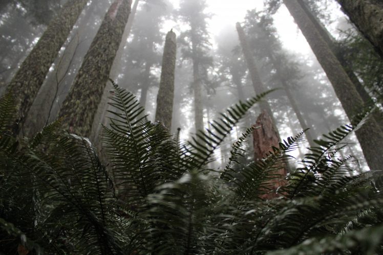 mist, Depth of field, Pine trees, Forest, Landscape, Macro, Blurred HD Wallpaper Desktop Background
