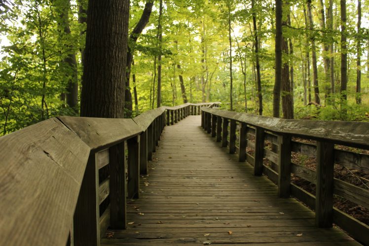 Ohio, Wooden surface, Path, Oak trees, Walkway HD Wallpaper Desktop Background