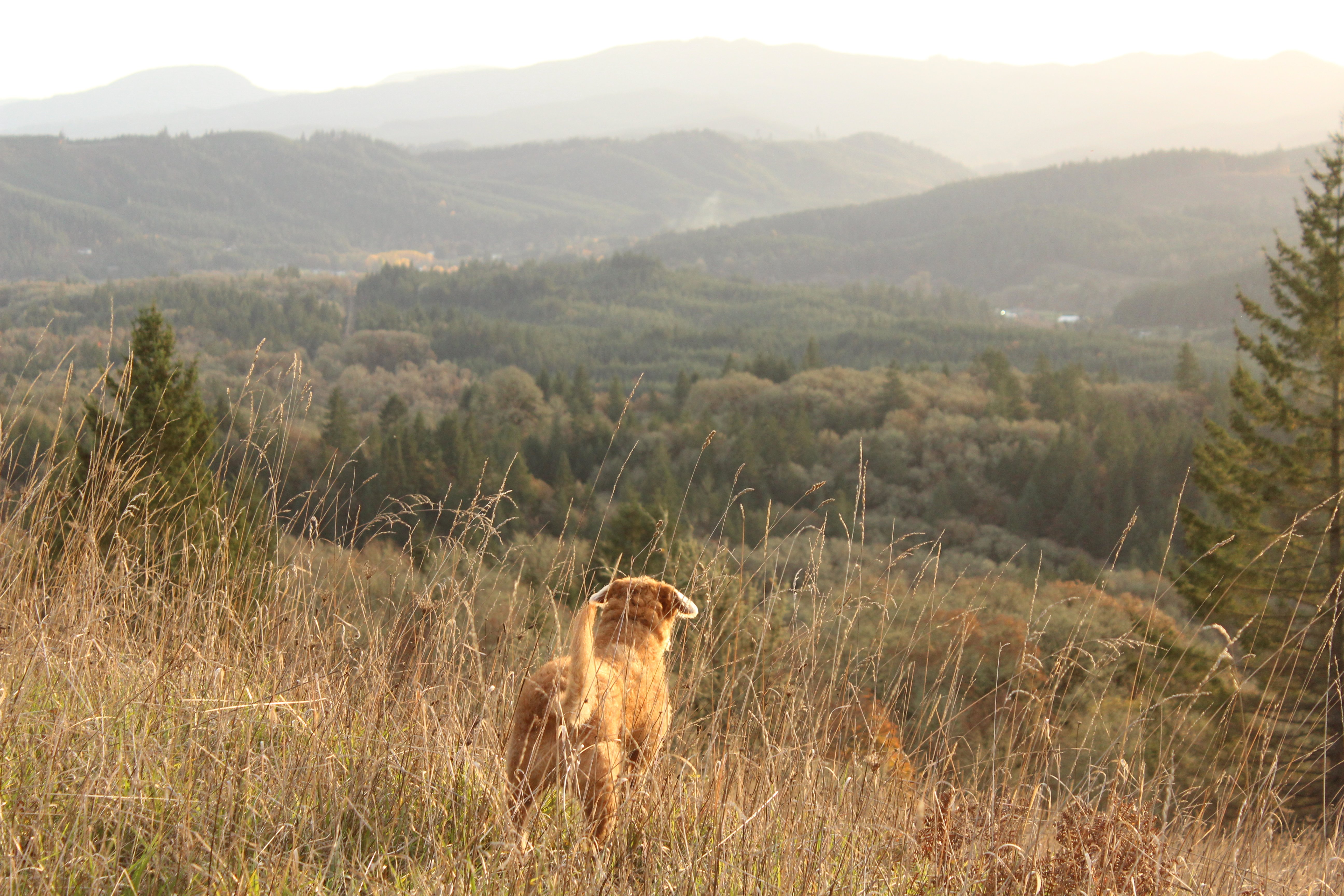 dog, Rear view, Landscape, Pine trees, Mountains, Grass Wallpaper