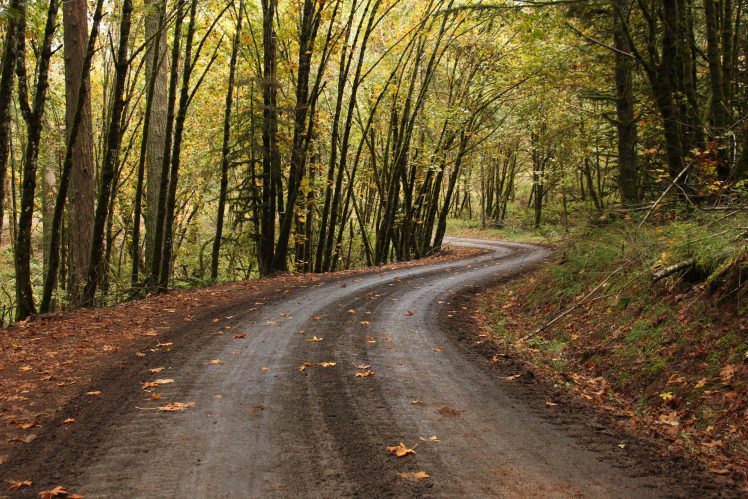 road, Forest, Fall, Path, Oak trees, Oregon HD Wallpaper Desktop Background