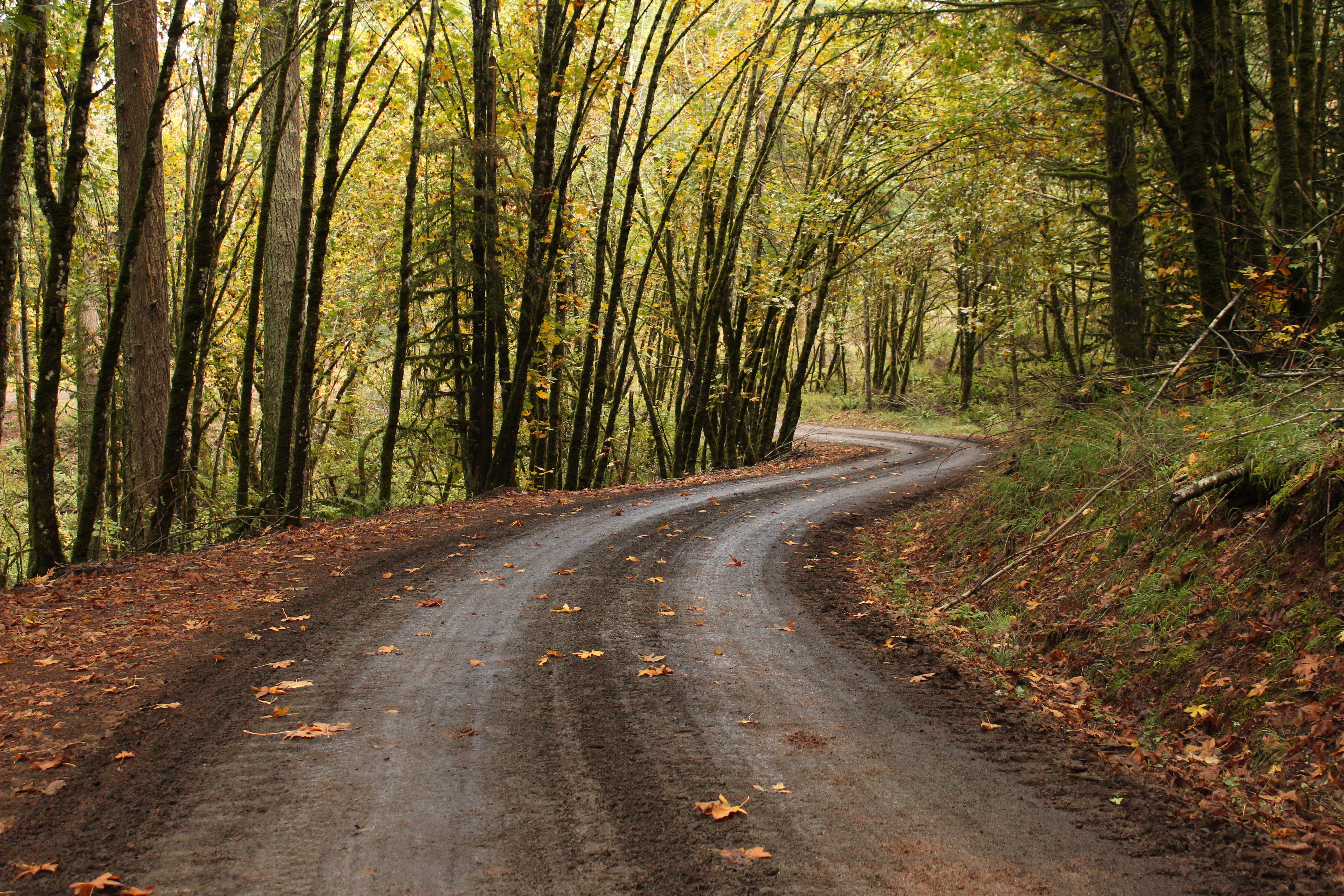road, Forest, Fall, Path, Oak trees, Oregon Wallpaper