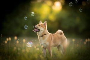 tongues, Dog, Nature, Bubbles, Animals