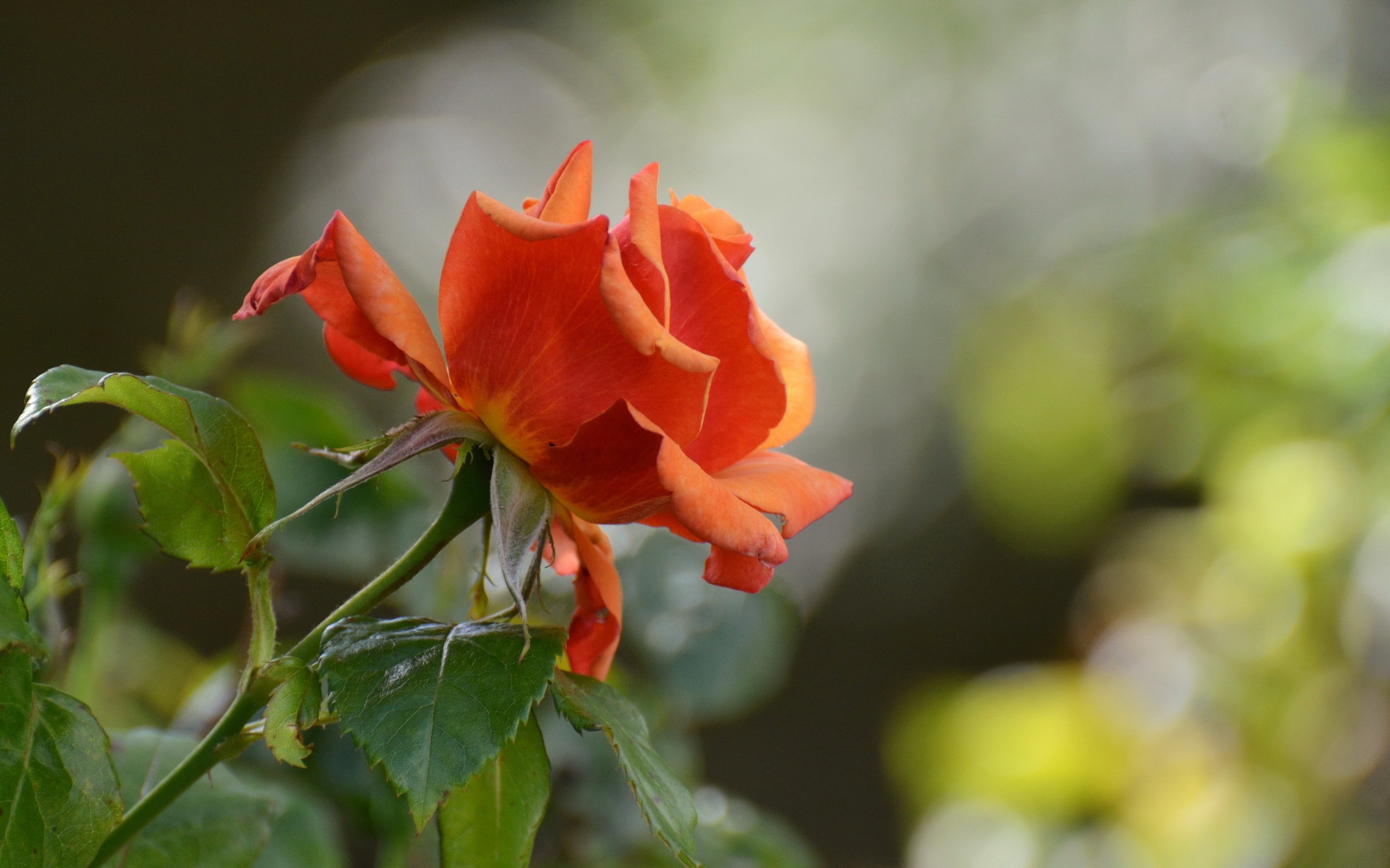 rose, Plants, Flowers Wallpaper