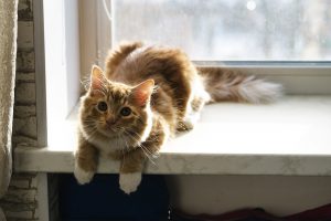 window, Animals, Cat