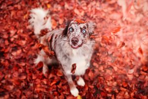 colorful, Leaves, Fall, Animals, Dog