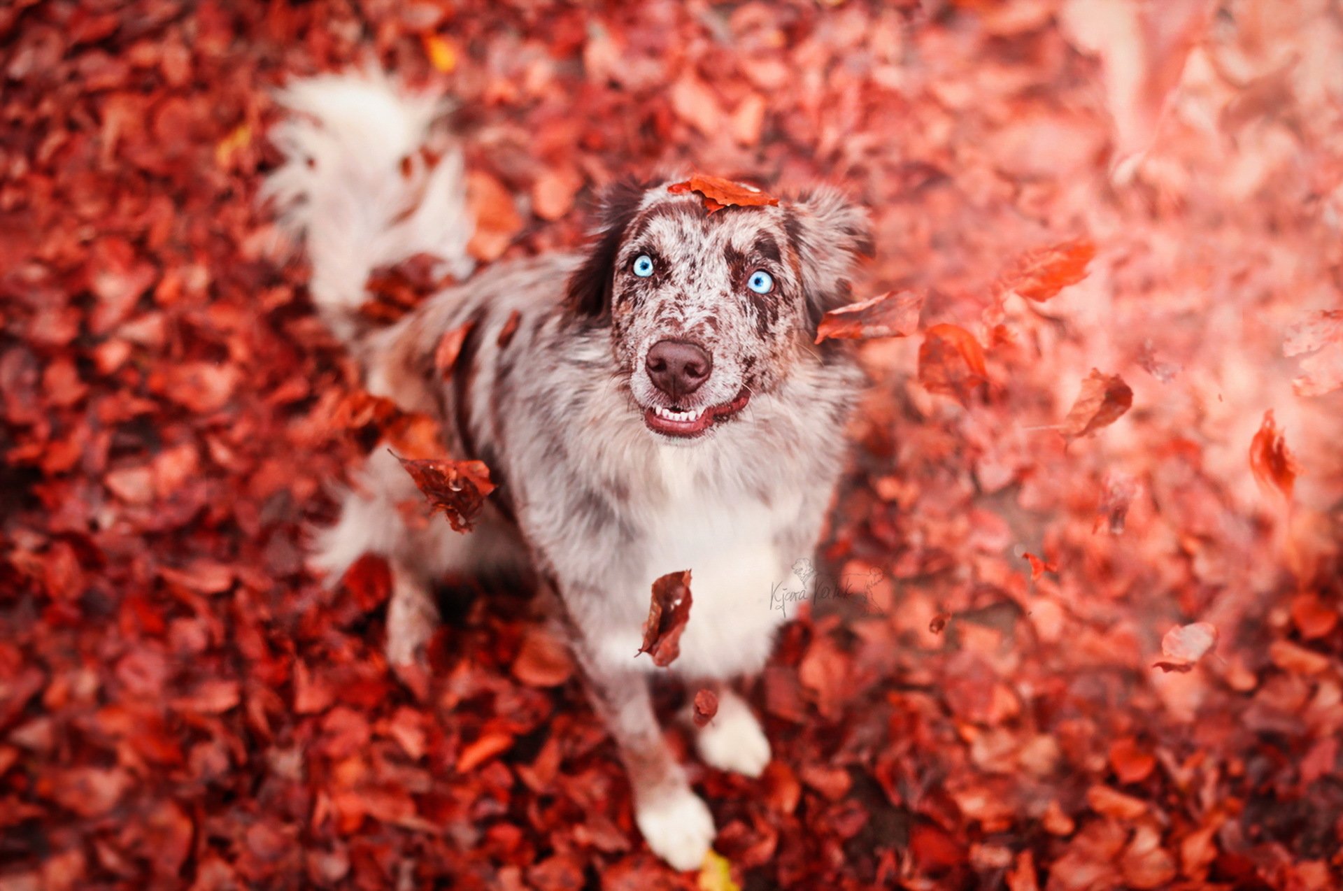 colorful, Leaves, Fall, Animals, Dog Wallpaper