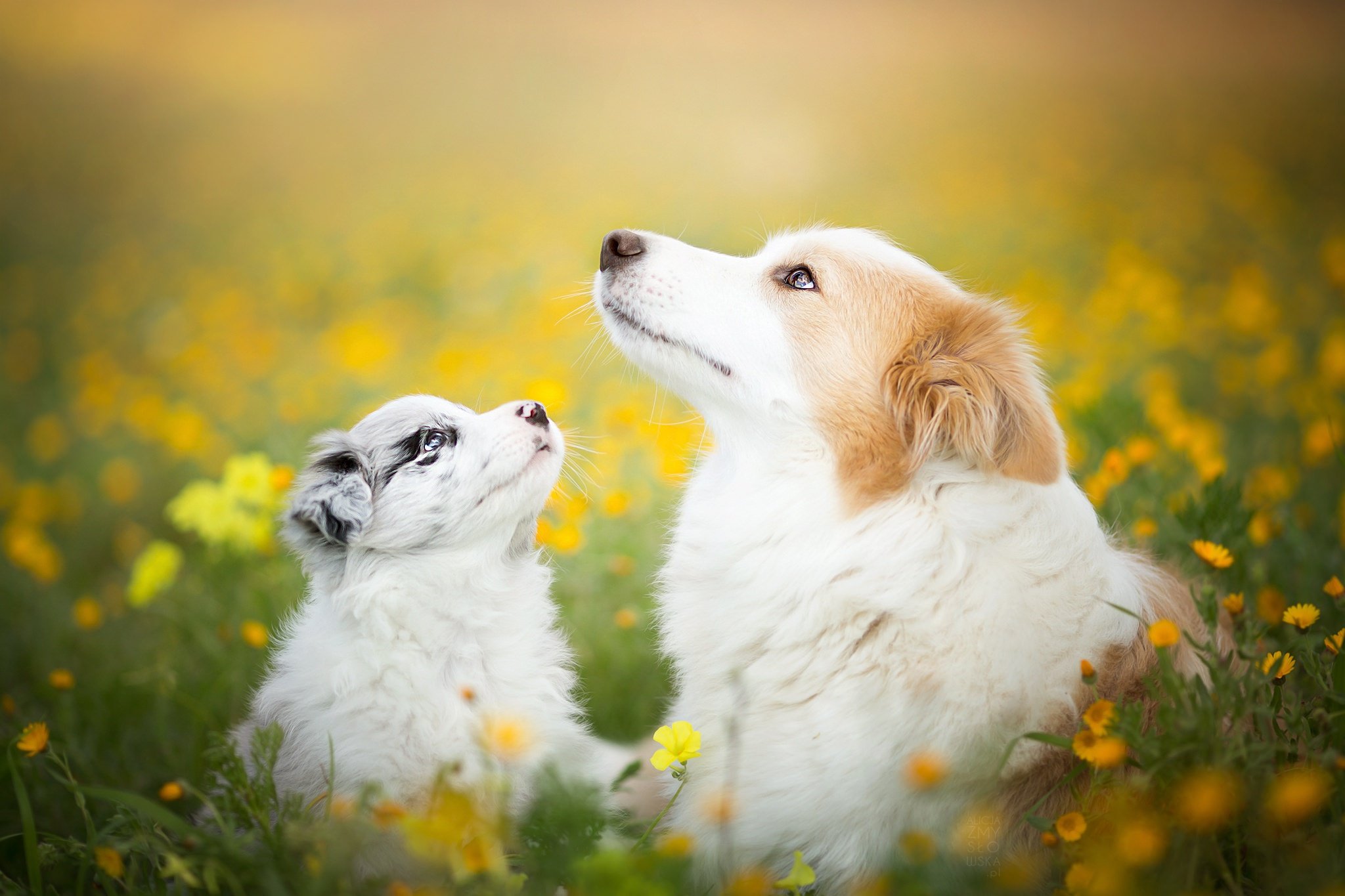 looking up, Dog, Nature, Flowers, Animals Wallpaper