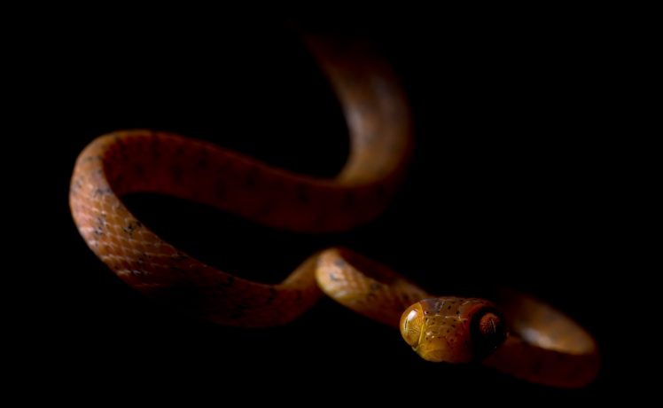 dark, Reptiles, Snake, Animals, Black background HD Wallpaper Desktop Background