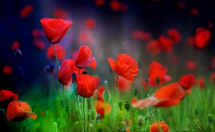 flowers, Nature, Plants, Red flowers HD Wallpaper Desktop Background