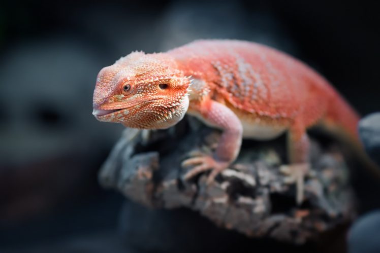 animals, Reptiles HD Wallpaper Desktop Background