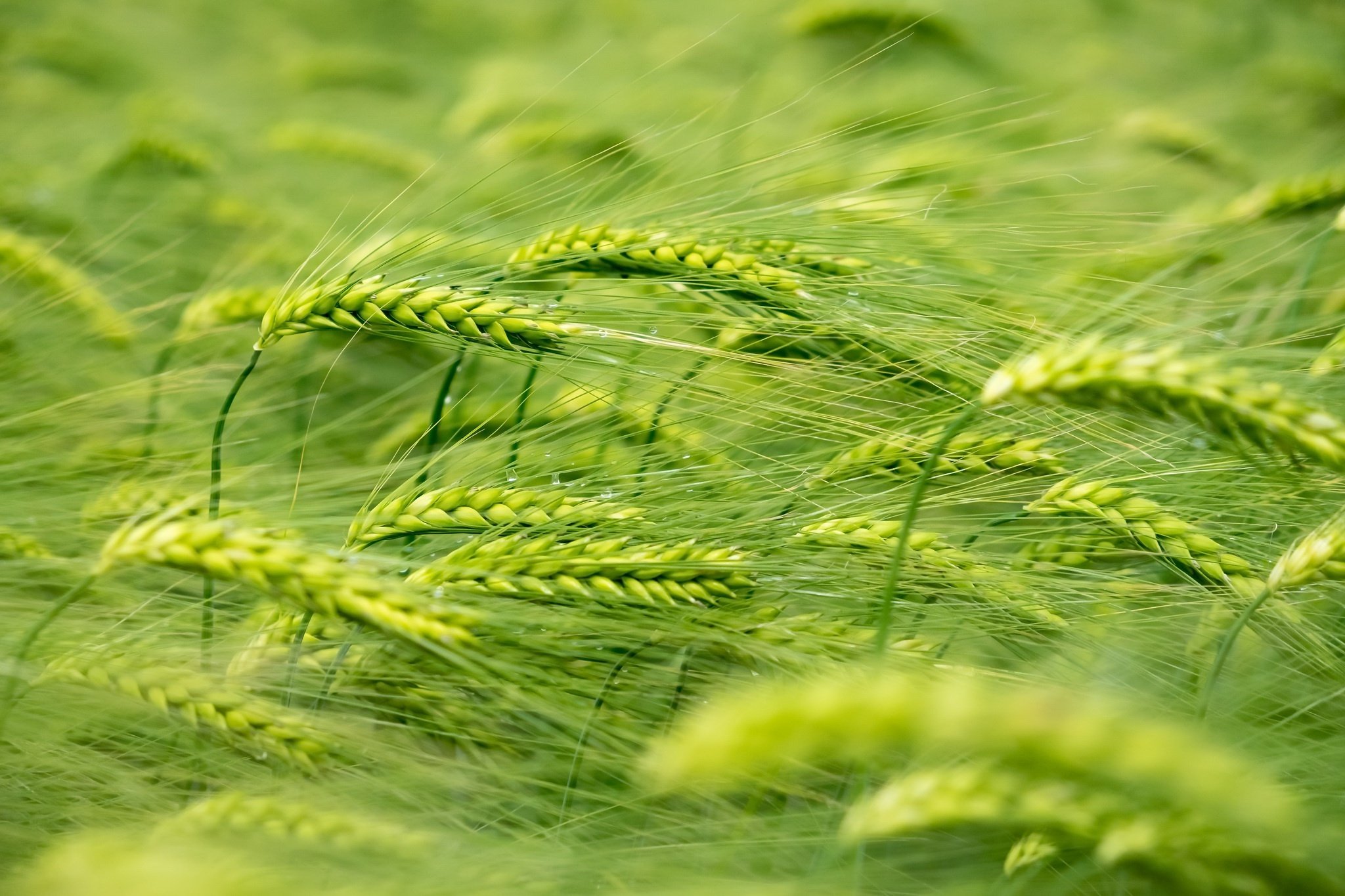 wheat, Plants, Green Wallpaper
