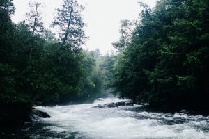 river, Nature, Forest