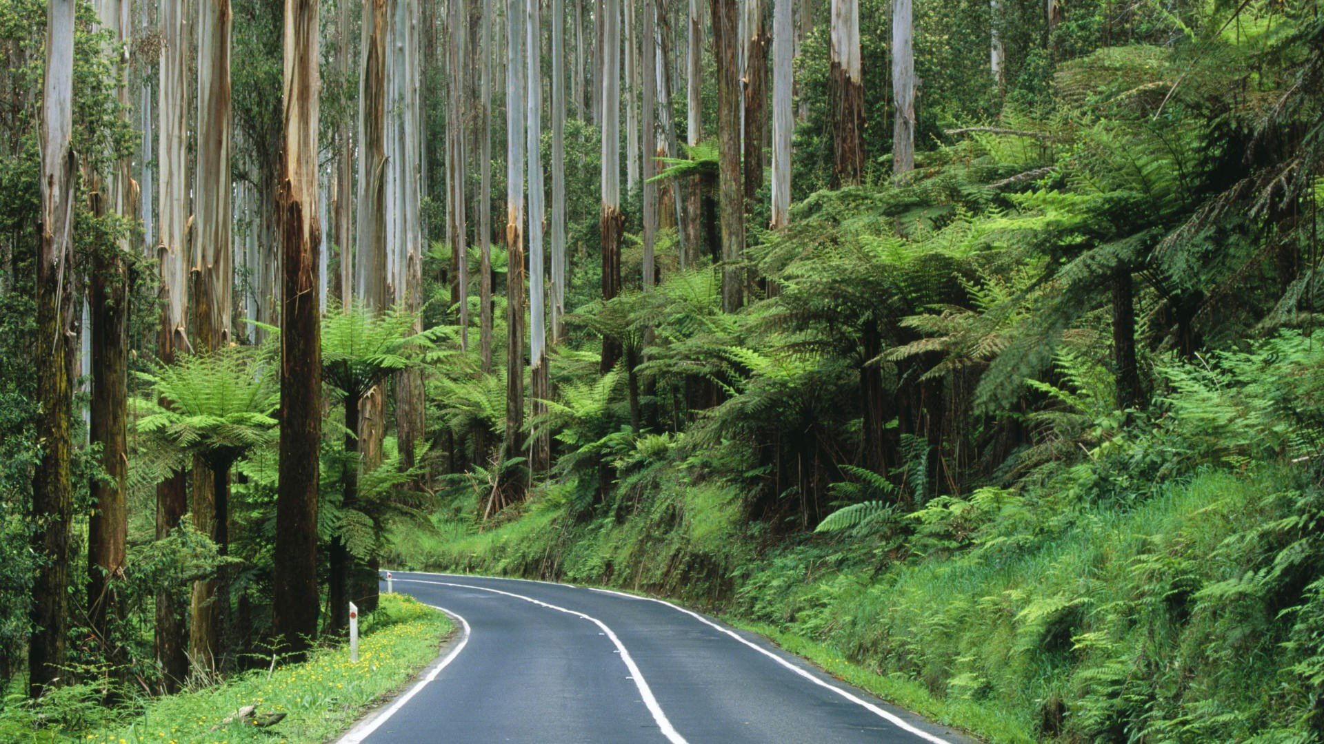 forest, Australia Wallpaper