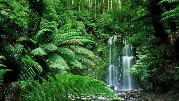 forest, Australia HD Wallpaper Desktop Background