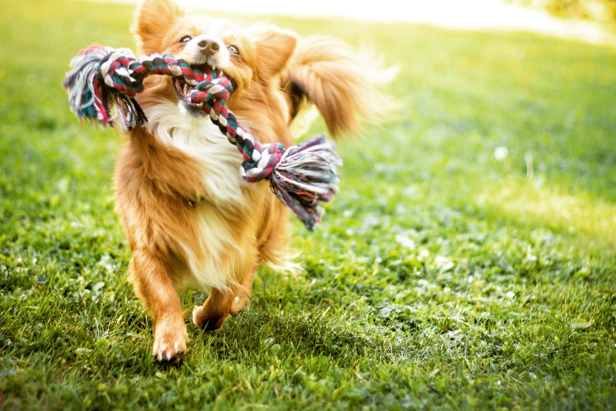 dog, Animals Wallpaper
