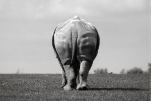 Ludovic Nicaise, Animals, Monochrome, Nature, Rear view