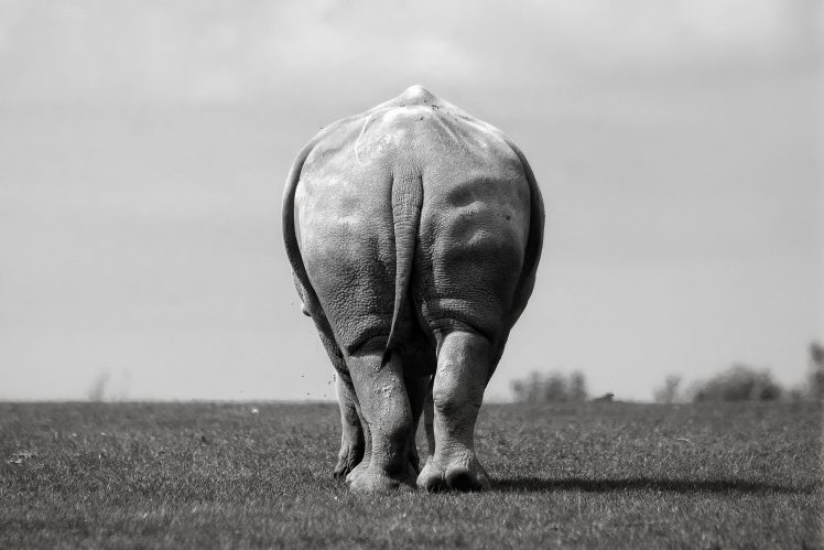 Ludovic Nicaise, Animals, Monochrome, Nature, Rear view HD Wallpaper Desktop Background