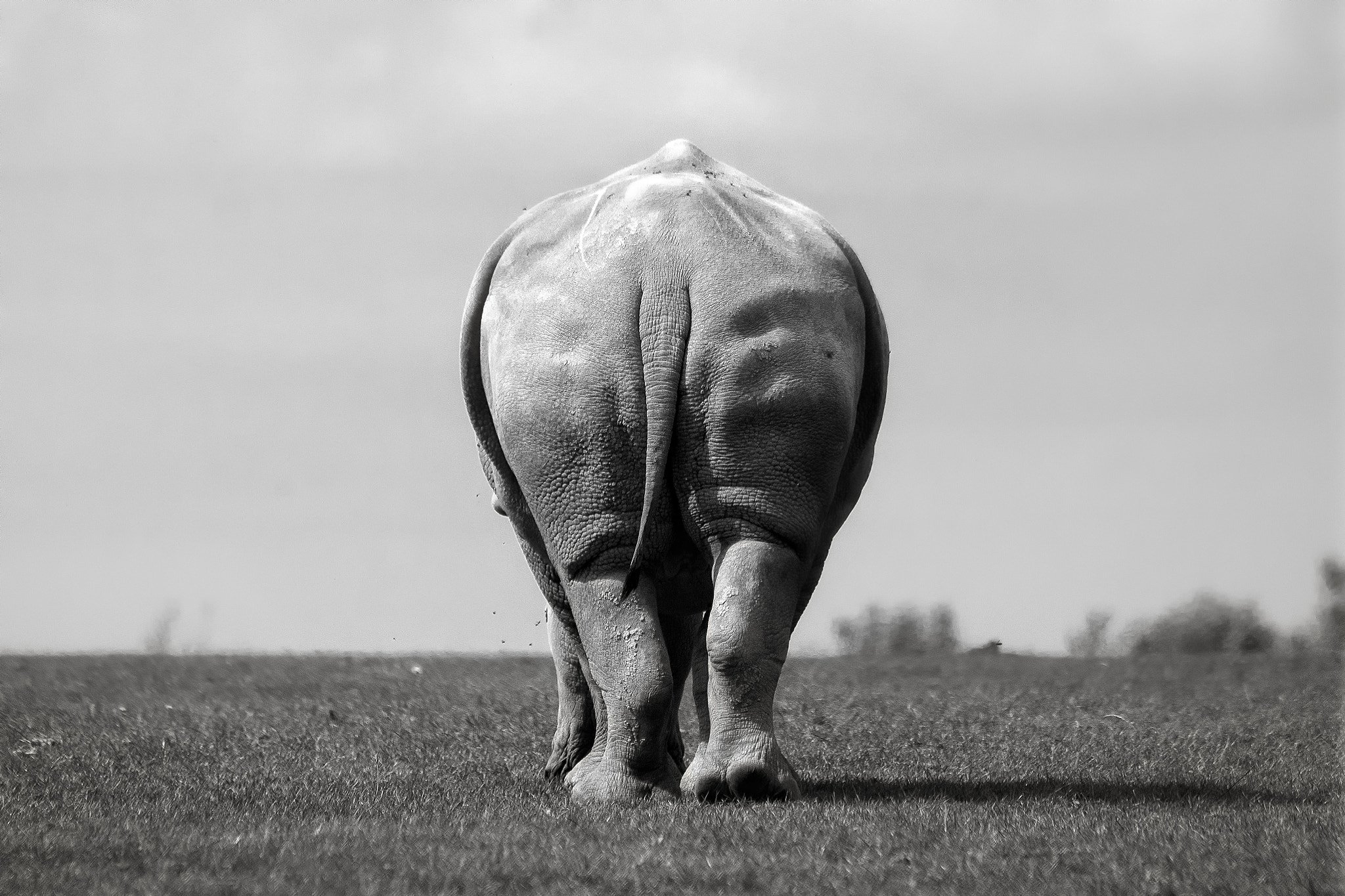 Ludovic Nicaise, Animals, Monochrome, Nature, Rear view Wallpaper