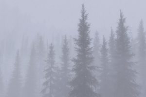 The Elder Scrolls V: Skyrim, Environment, Mist, Forest