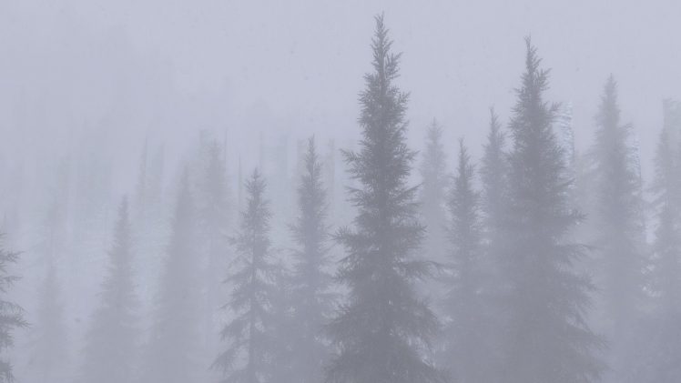 The Elder Scrolls V: Skyrim, Environment, Mist, Forest HD Wallpaper Desktop Background