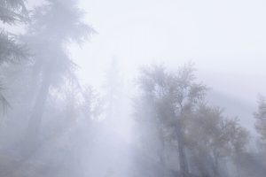 The Elder Scrolls V: Skyrim, Environment, Mist, Forest