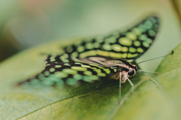 nature, Butterfly HD Wallpaper Desktop Background